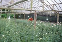 Electrifying Agriculture PLN Tingkatkan Produktivitas Petani Bunga Krisan di Tomohon