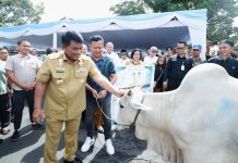 Gubernur Yulius Serahkan Sapi Hewan Kurban bagi Masyarakat yang Membutuhkan ‎