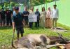 RSUP Kandou Serahkan 10 Ekor Sapi dan 1 Ekor Kambing di Hari Raya Idul Adha