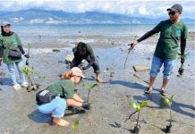 PLN UP3 Palu Hijaukan Pesisir Teluk Palu Melalui Penanaman 1.000 Bibit Mangrove