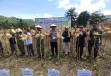 Dony Lumenta Puji Kolaborasi Petani dan Perusahaan PT HATI Panen Jagung
