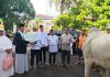 Pegadaian Kanwil V Manado Serahkan 33 Sapi dan 49 Kambing di Idul Adha 1447 H