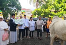 Pegadaian Kanwil V Manado Serahkan 33 Sapi dan 49 Kambing di Idul Adha 1447 H