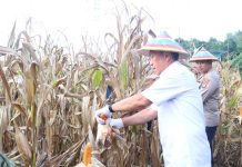 Bupati FDW Panen Raya Jagung Serentak Kuartal II, Penguatan Pangan Nasional