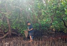 Menanam Kebersamaan, Memanen Kepedulian, Anak Muda Sulut Bersih-Bersih Mangrove di Wori Minut