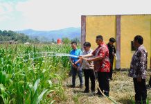 Dukung Ketahanan Pangan, PLN Hadirkan Ekosistem Pengairan Modern untuk Kelompok Tani Torout Jaya
